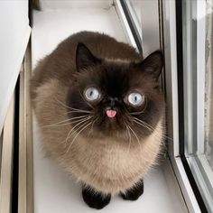 a siamese cat looking up at the camera