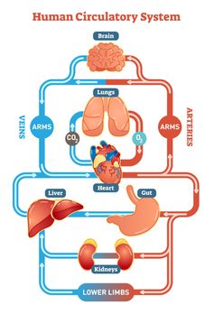 diagram of human circulator system with heart, lungs and livers stock photo