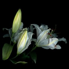 three white flowers with green leaves on a black background