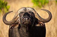 an animal with large horns standing in the grass