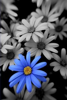 blue and white flowers are in the middle of black and white background with yellow center