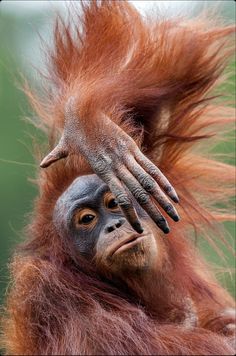 an orangutan with its hands on it's head