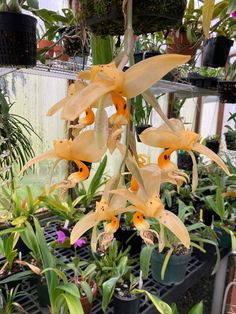 the flowers are blooming very well in the greenhouses and they look like lilies