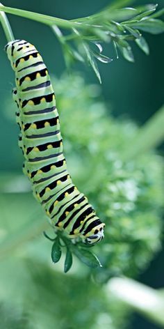 a caterpillar on a plant with the caption hosting caterpillars