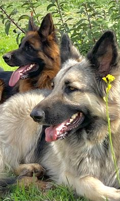 three german shepherd dogs laying in the grass