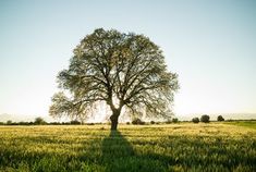 a lone tree stands in the middle of a field