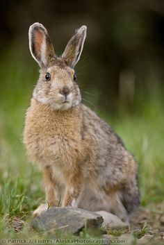 a brown rabbit sitting on top of a lush green field