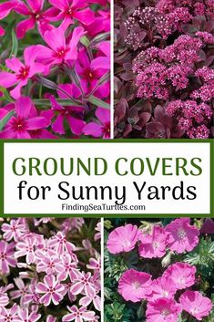 several different types of purple flowers with the words ground covers for sunny yards