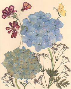 three different types of flowers are depicted in this drawing, one is blue and the other is pink