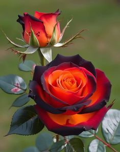 an orange and black rose with green leaves