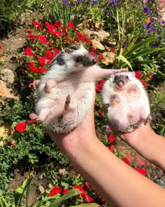 two baby hedges are being held in the palm of someone's hand near flowers