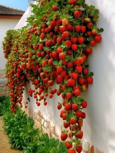 strawberries growing on the side of a building