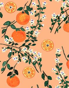 an orange tree with white flowers and green leaves on peach background, surrounded by oranges