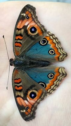 a close up of a butterfly on a person's hand