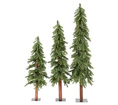 three tall pine trees are standing in front of each other on a white background with clippings