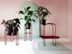 three potted plants sitting on top of metal stands in front of a pink wall