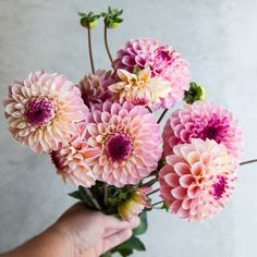 a person holding a bunch of pink flowers