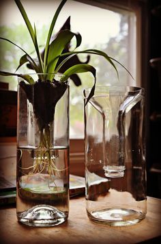 there are two vases with plants in them on the table next to each other