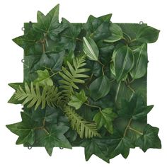 an arrangement of green leaves on a white background