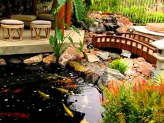 a small pond with fish in it next to some tables and chairs on the other side