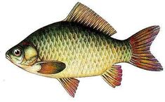 a drawing of a fish on a white background with watermarked image in the bottom right corner