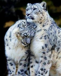 two snow leopards cuddle together in black and white