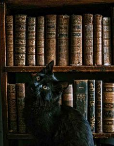 a black cat sitting on top of a wooden shelf next to bookshelf filled with old books