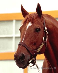 a brown horse wearing a bridle and standing in front of a yellow building