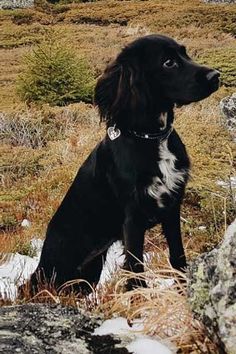 a black and white dog sitting on top of a grass covered field next to rocks