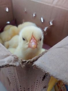 a small yellow duckling sitting in a cardboard box with its head sticking out from it's side