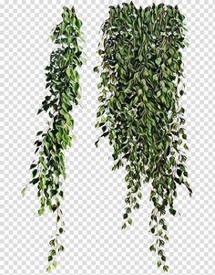 two green plants hanging from the ceiling, with no leaves on them transparent background png clipart