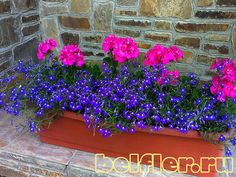 pink and purple flowers are in a red flower box next to a brick wall with the word belferra on it