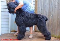 a woman hugging a large black dog on top of a wooden deck