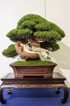 a bonsai tree in a wooden pot with moss growing on it's sides