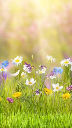 colorful wildflowers and daisies growing in the grass with sunlight shining through them