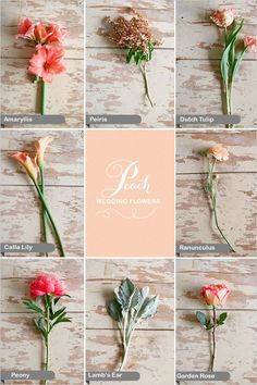 different types of flowers are shown in this photo collage with the names of each flower