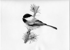 a black and white drawing of a bird perched on a branch with pine needles in the foreground