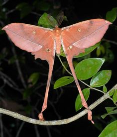 a large pink moth sitting on top of a tree branch