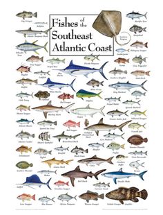 fishes of the gulf of mexico are shown in this poster, which shows different types of fish