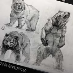 three bear sketches are shown in this drawing