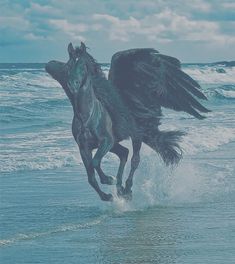 two black horses are running in the water at the beach with their wings spread out