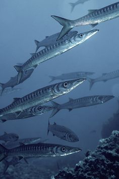 a group of fish swimming in the ocean