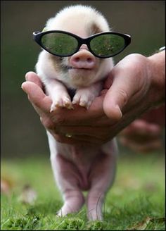 a baby pig with sunglasses on it's head is being held up by someone