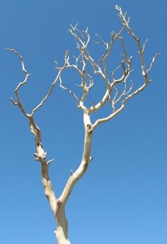 a bare tree with no leaves against a blue sky