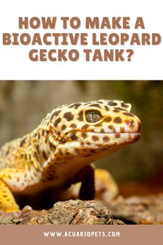 a leopard gecko with the words how to make a bio active leopard gecko tank?