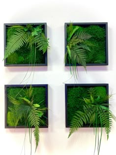 four square frames with green plants in them on a white wall behind it are three black framed photos