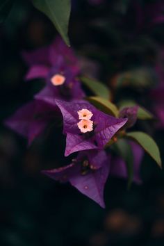 purple flowers with pink centers are in the foreground