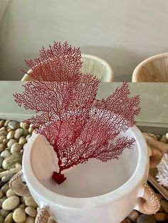 a red coral in a white bowl on some rocks