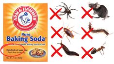 a box of baking soda next to pictures of bugs and other insects on a white background