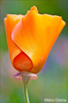 an orange flower that is growing in the grass